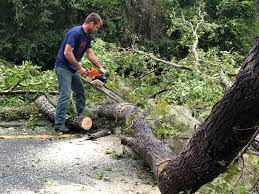 How Our Tree Care Process Works  in Whitmore Village, HI