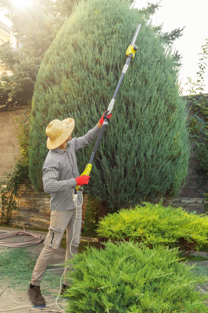 Professional Tree Services in Whitmore Village, HI